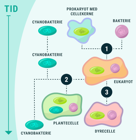 Udviklingen af cyanobakterier og alger