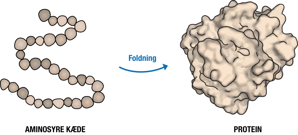 Figur 2.4 - Foldning af protein: Læs mere om proteinfoldning i Biotech Academy’s projekt "Enzymer - kroppens små maskiner".