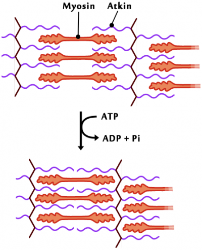 Figur 5.2 - Muskelsammentrækning: Sammentrækning af muskler sker ved at aktin og myosin pakker sig tættere og derved trækker musklen sammen. Øverst illustreres aktin og myosin i en afslappet muskel. Nederst illustreres aktin og myosin i en sammentrukket muskel. Det ses også, at reaktionen, hvormed aktinen og myosinen trækker sig sammen, kræver ATP.