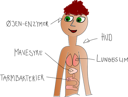 Det ydre immunforsvar kommer i i spil ved influenza