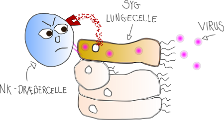 NK celle genkender influenza-inficeret celle
