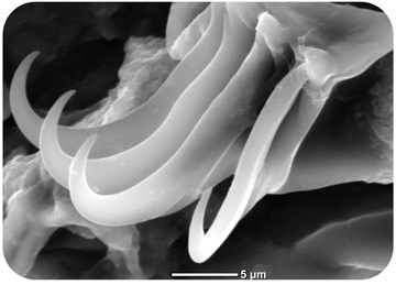 Klo på et bjørnedyr