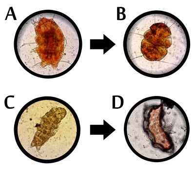 Bjørnedyr tøndestadie