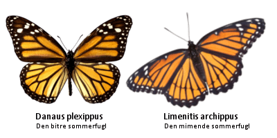 butterfly_png