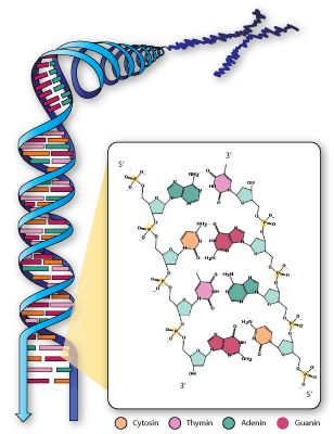 dnahelix_png