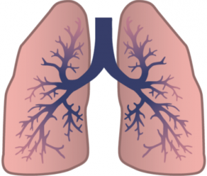 fig1_png Figur 1. Billedet viser hvordan en lunge er opbygget lidt som et træ med 2 store grene. Her bliver ildten fordelt så det kommer helt ud til alveolerne. Fordi der er så mange små 'grene' på stammen kan der dannes en meget større overfalde. Det kan sammenlignes med at man kun ser på overfalden af en papirskugle, som kan være meget lille, men når man folder papirskuglen ud bliver overfladen et helt stykke A4 papir.