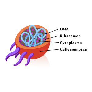 Opbygningen af en prokaryot mikroorganisme