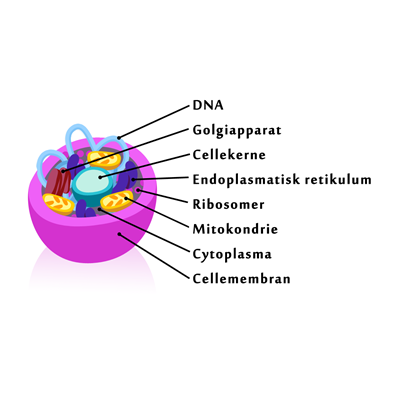 Opbygning af eukaryot mikroorganisme