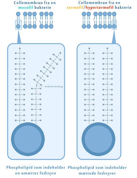 Typerne af fedtsyrer i cellemembranen kan ændre membranens smeltepunkt