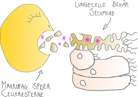 Makrofag spiser cellerester
