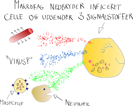 Makrofag udsender signalstoffer