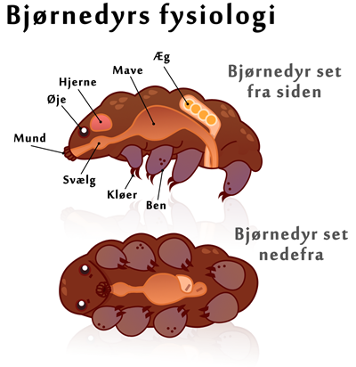 Bjørnedyr fysiologi