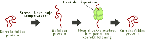 Proteinfoldning med HSP