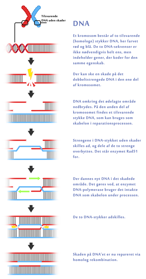 DNA reperation