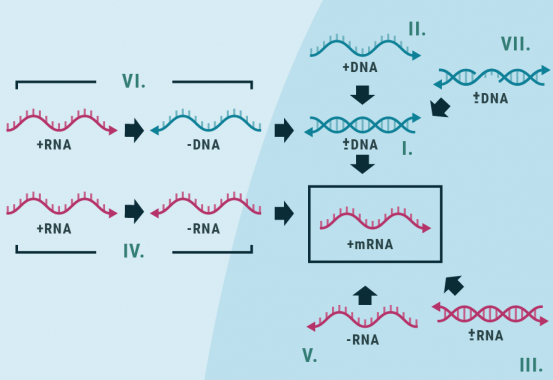 Figur 1 - Baltimore klassificeringen er en måde at gruppere virus baseret på type af genom. Der eksisterer syv grupper.