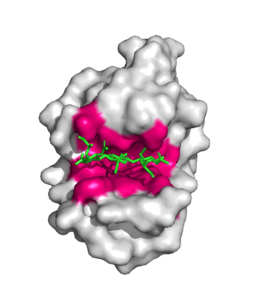 illustration af det aktive site til plastiknedbrygning