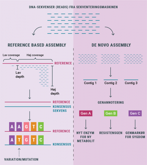regnskov_assembly_metoder