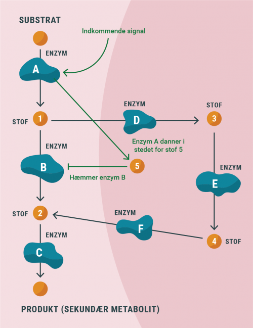 regnskov_metabolisme_regulering