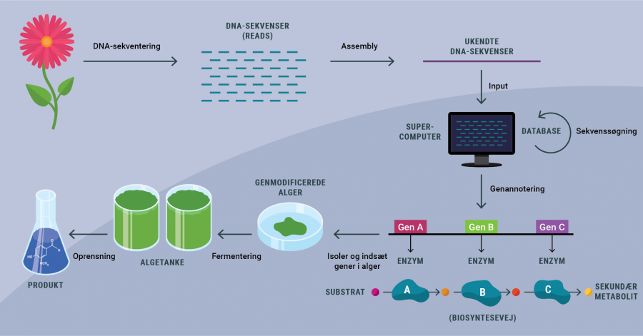 regnskov_opsummering