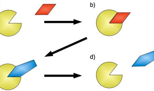 alkohol_enzym_binding