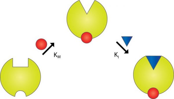 alkohol_unkompetitiv_inhibering