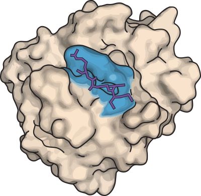 grsk_enzymer_active_site