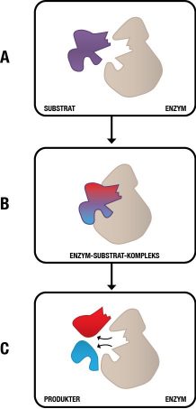 grsk_enzymer_substratbinding