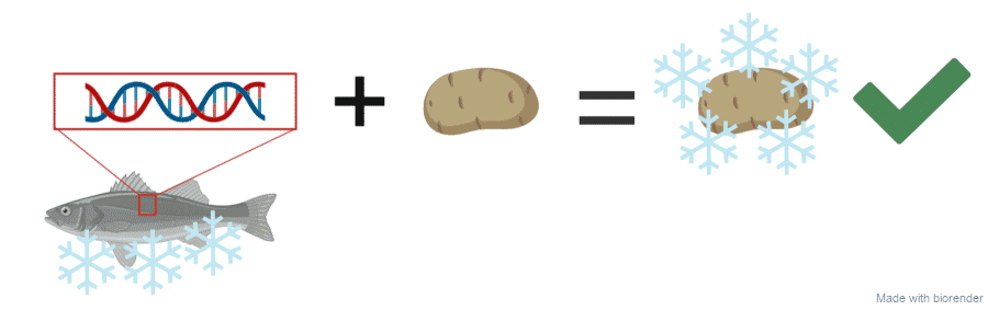 Kulderesistens i kartofler gennem genmodificering