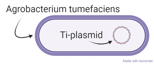 Plasmid