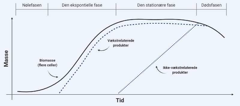Vækstfaser i fermentering