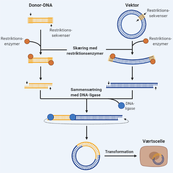 figur af gensplejsning og hvordan det kan bruges til fermentering