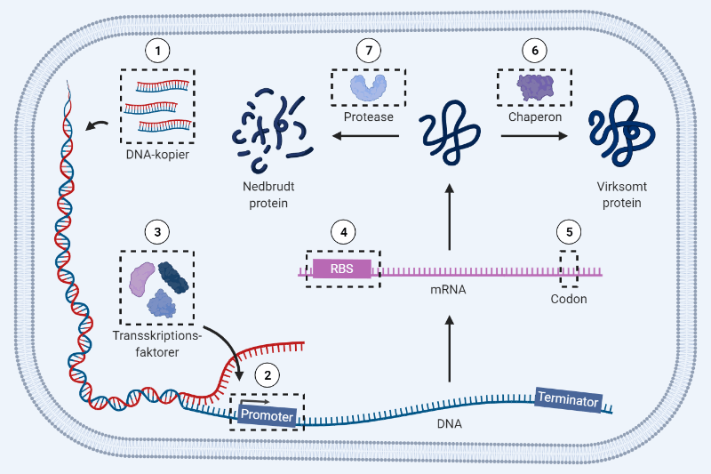 proteinsyntese figur