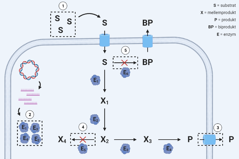 Optimering af cellefabrikker