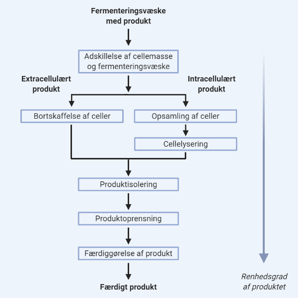 downstream processering i fermentering