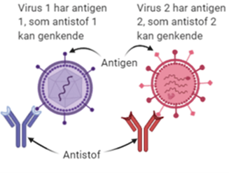Antistof_Antigen_sammenspil