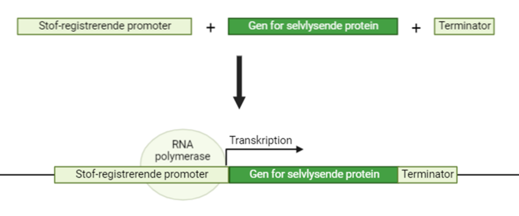 genteknologi_syntetiskBiologi_selvlysende_gen