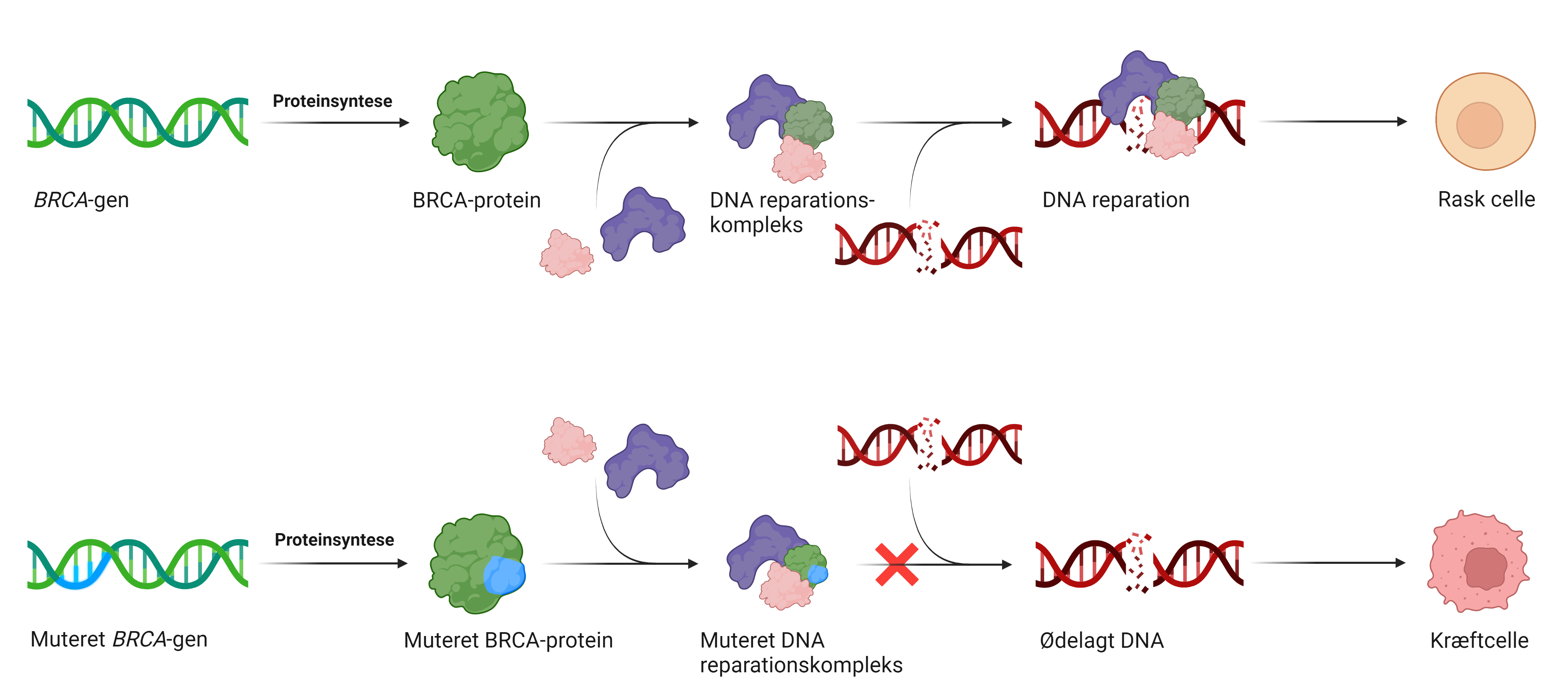 Biomarkører_Hvaderenbiomarkør_figur5_BRCAgenerne